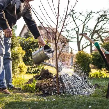 Sådan passer du dit frugttræ